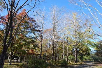 市町村の森