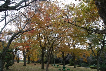 市町村の森