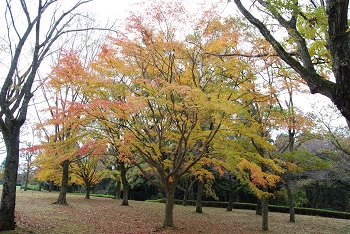 市町村の森