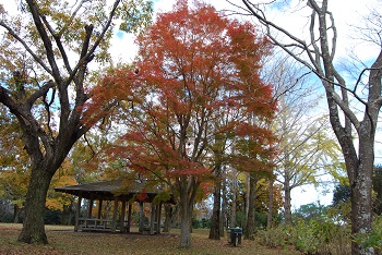 市町村の森