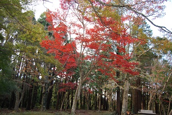 もみじ広場