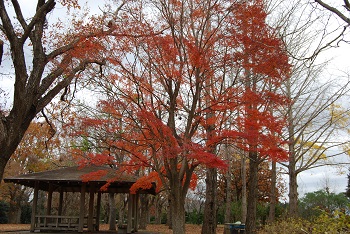 市町村の森