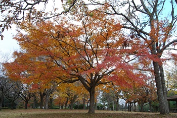 市町村の森