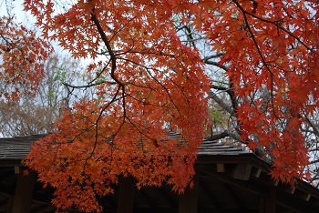 市町村の森
