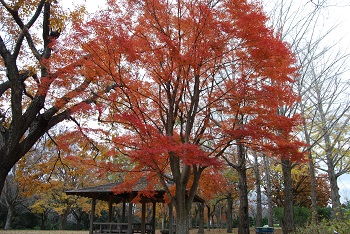 市町村の森