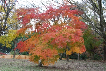 もみじ広場