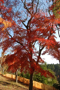 もみじ広場