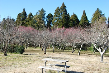 紅梅