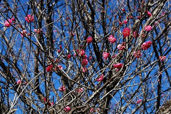 紅梅