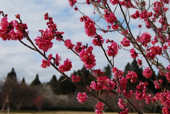 紅梅（一重）