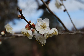 白梅（一重）