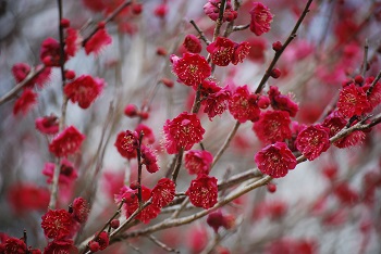 紅梅（八重）