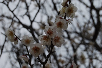 一重咲きの白