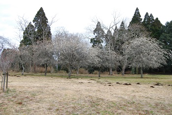 シダレ（白）