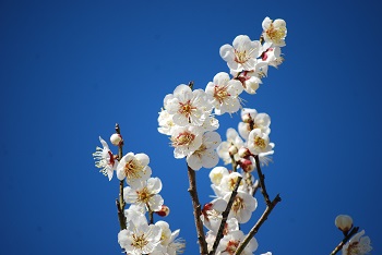 一重咲（白）