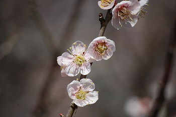 一重咲（薄ピンク）