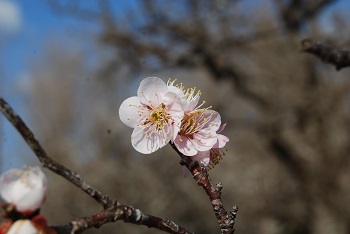 一重咲（ピンク）