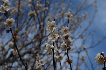 一重咲（白）