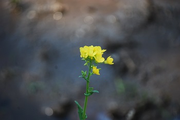 ナノハナ