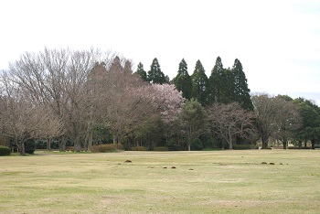 ヤマザクラ
