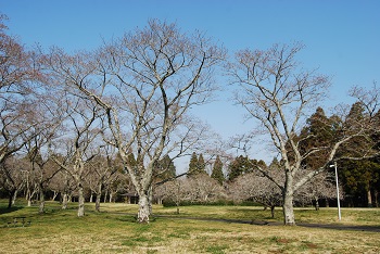 お花見広場
