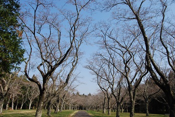 お花見広場