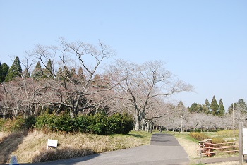 お花見広場