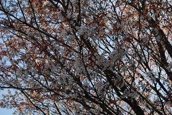 太陽の広場