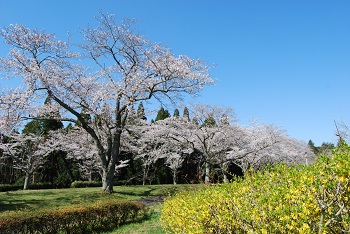 お花見広場