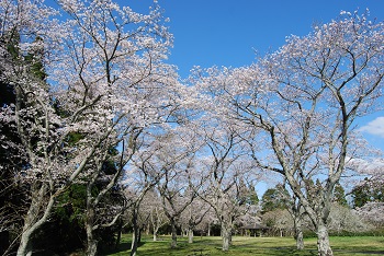 お花見広場