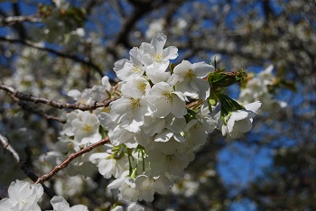 お花見広場