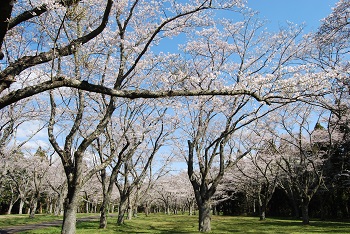 お花見広場