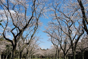 お花見広場
