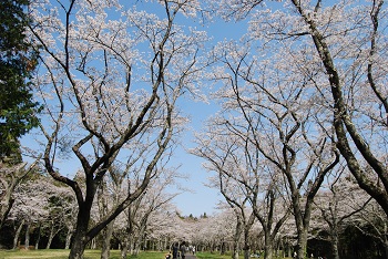 お花見広場