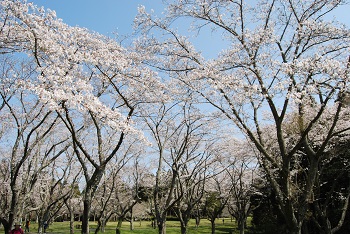 お花見広場
