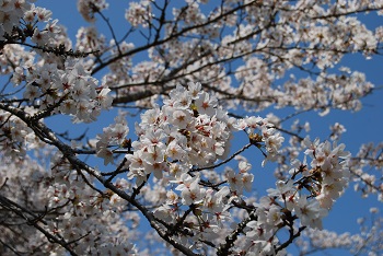 お花見広場入口