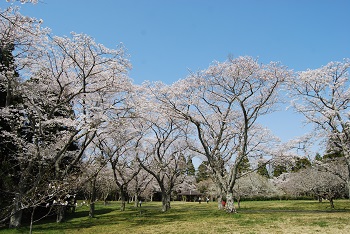 お花見広場