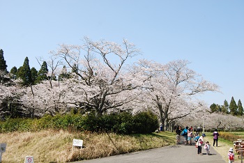 お花見広場