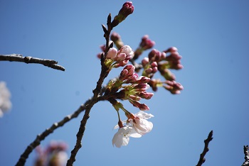 お花見広場