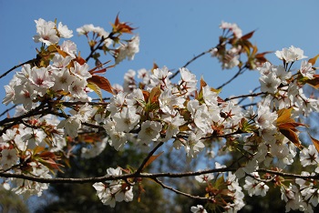 太陽の広場
