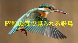 カワセミタグ