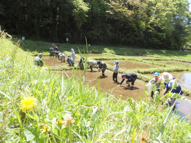 昭和の森親子田んぼ教室（田植え）