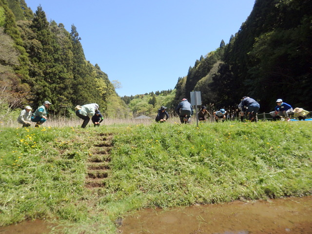 昭和の森親子田んぼ教室（田植え）