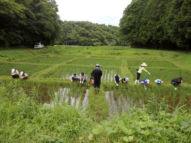 昭和の森親子田んぼ教室「草取り」