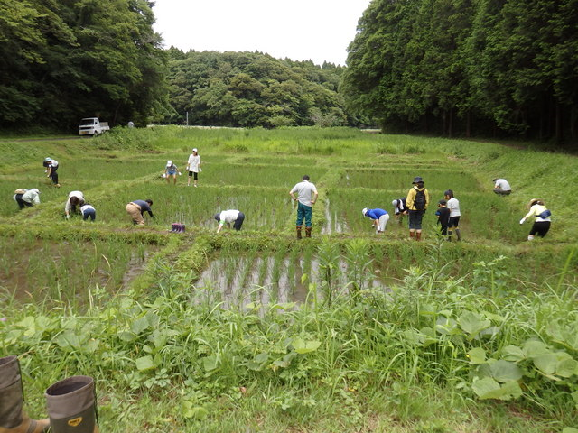 昭和の森親子田んぼ教室「草取り」