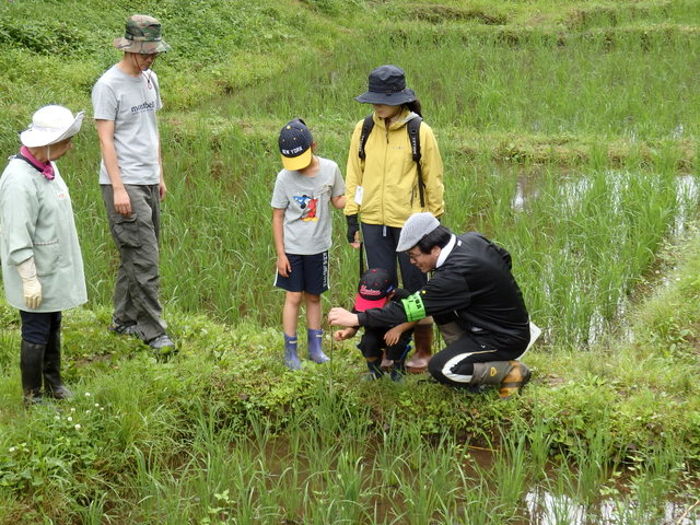 昭和の森親子田んぼ教室「草取り」