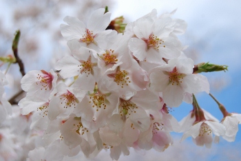 /toshi/koenryokuchi/kanri/midori/images/sakura1444-3.jpg