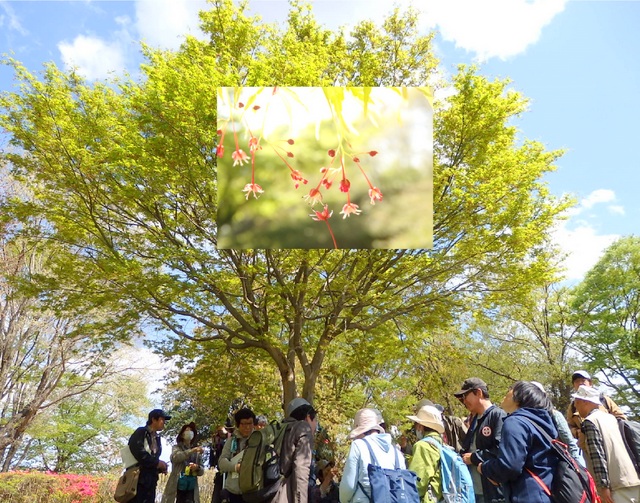 第316回「春の花」