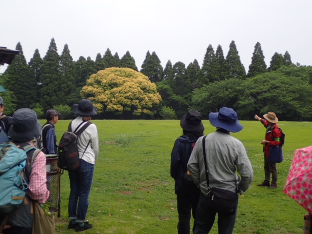 第317回昭和の森自然観察会「初夏の昭和の森をぐるっと一回り」