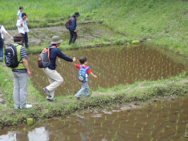 第317回昭和の森自然観察会「初夏の昭和の森をぐるっと一回り」